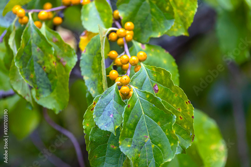 Oriental bittersweet (Celastrus orbiculatus) It is commonly called Oriental , as well as Chinese , Asian , round-leaved  and Asiatic bittersweet photo