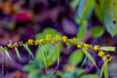 Curtis' Goldenrod (Solidago  curtisii), commonly called Curtis' goldenrod and mountain decumbent goldenrod, is a North American species  photo