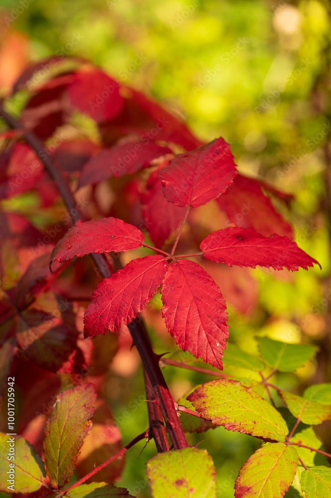 Fototapeta premium colorful autumn leafs in a forest