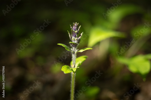 A flower in the forest. A plant in the wild. A small plant.