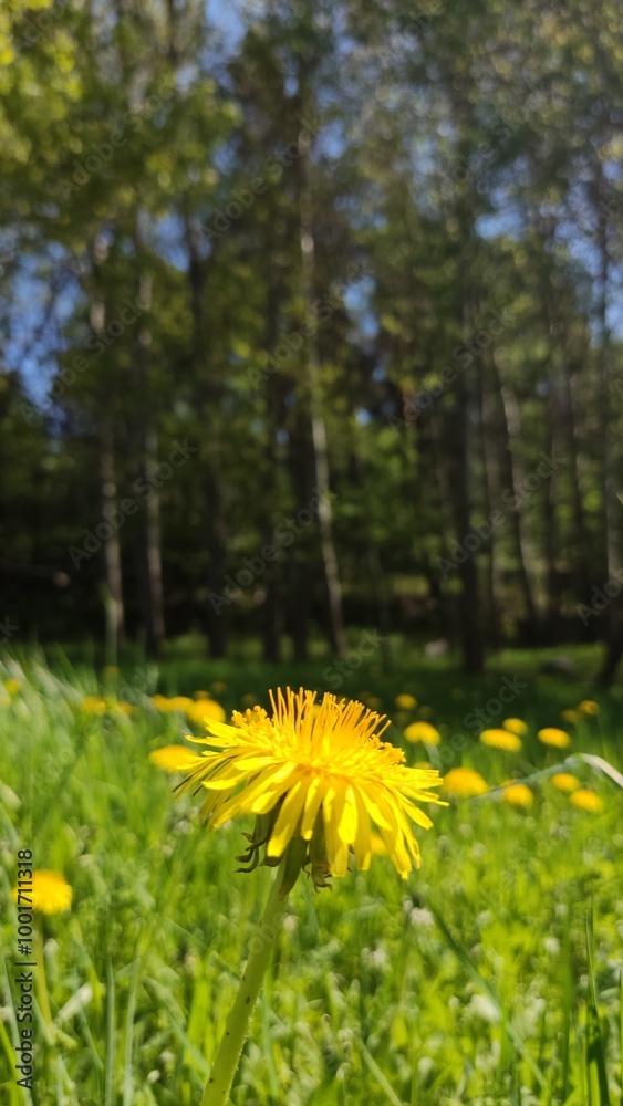 Fototapeta premium Dandelions on a meadow