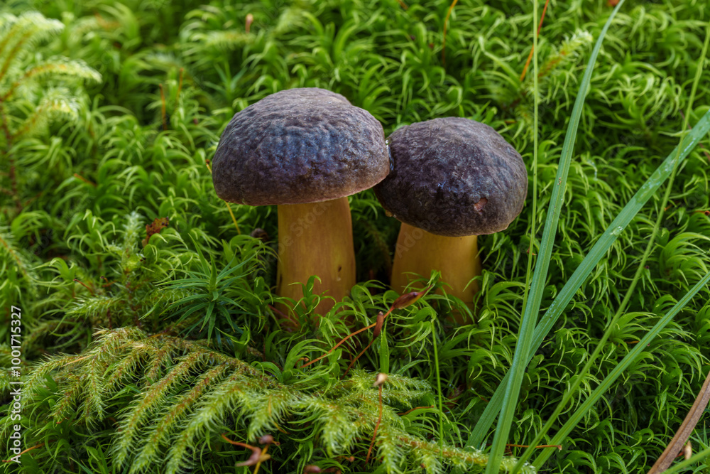 A Pair of Mushrooms Thriving and Growing in a Beautiful Lush Green Mossy Environment, Xerocomellus chrysenteron A Pair of Mushrooms Thriving and Growing in a Beautiful Lush Green Mossy Environment, Xerocomellus chrysenteron