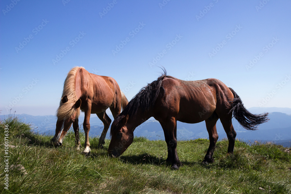 Horses graze in the Carpathian Mountains, under Mount Petros. Beautiful views in summer Horses graze in the Carpathian Mountains, under Mount Petros. Beautiful views in summer