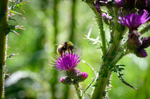 Bumblebee harvesting on a pink thistle photo