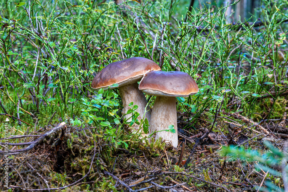Fototapeta premium Mushrooms found in the dense and lush Forest Underbrush showcase the incredible beauty of nature, Boletus edulis