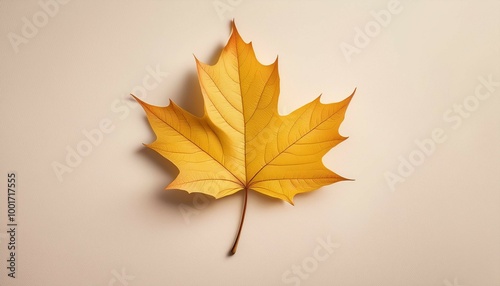 autumn maple leaf