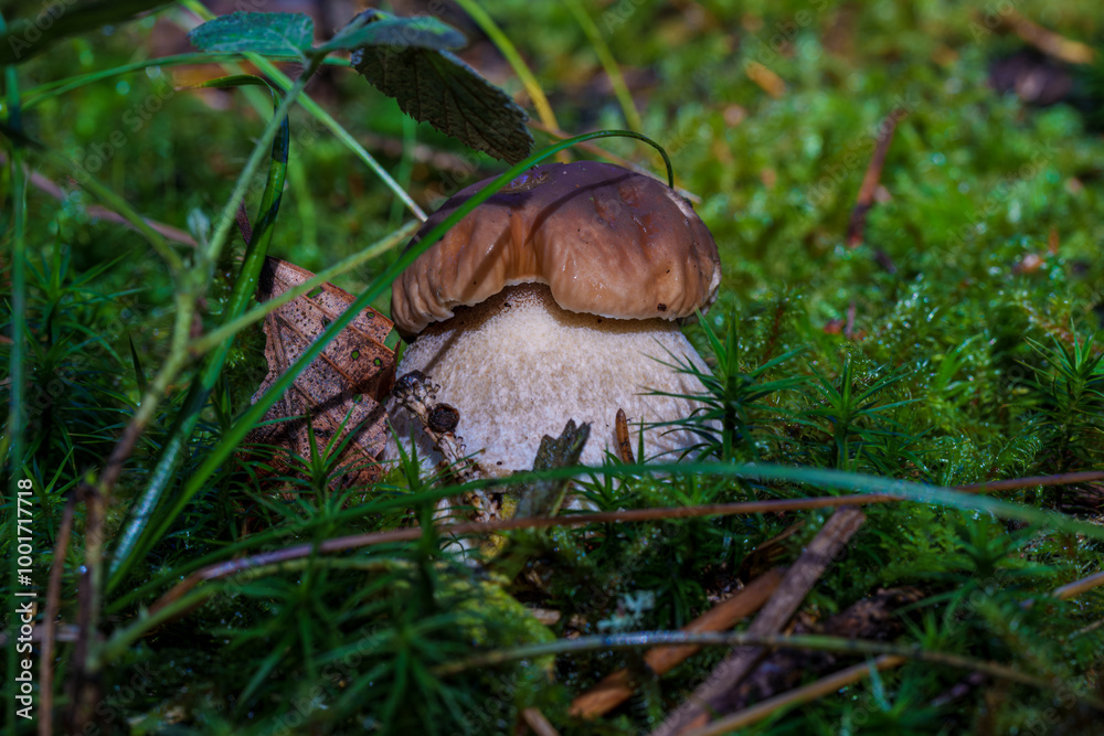 A Beautiful Wild Mushroom is Growing Among the Trees in the Lush, Green Forest Area, Boletus edulis A Beautiful Wild Mushroom is Growing Among the Trees in the Lush, Green Forest Area, Boletus edulis