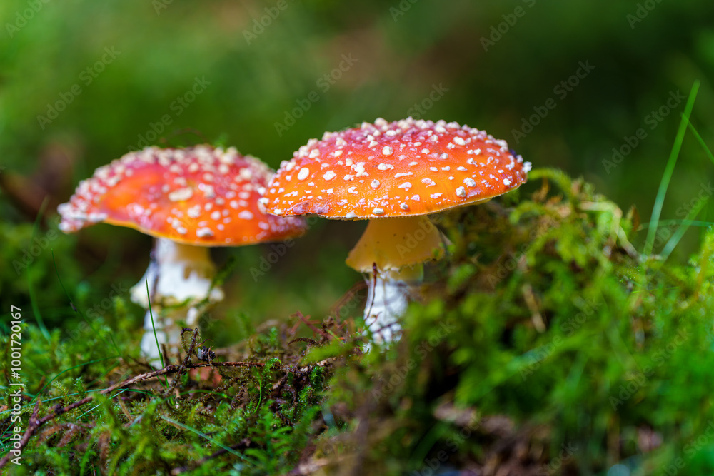 In a serene forest, red mushrooms are seen surrounded by lush, vibrant greenery, fly agaric, Amanita muscaria In a serene forest, red mushrooms are seen surrounded by lush, vibrant greenery, fly agaric, Amanita muscaria