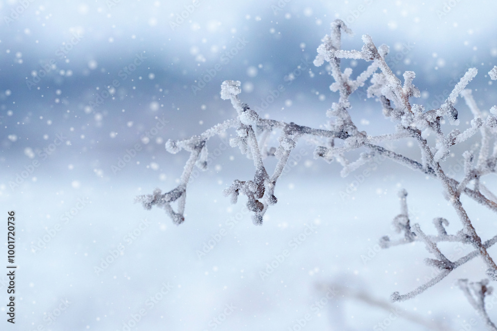 Fototapeta premium snow and ice covered dry plants in winter during snowfall on blurred background