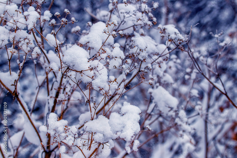 plants covered with a thick cap of snow in the forest after snowfall plants covered with a thick cap of snow in the forest after snowfall