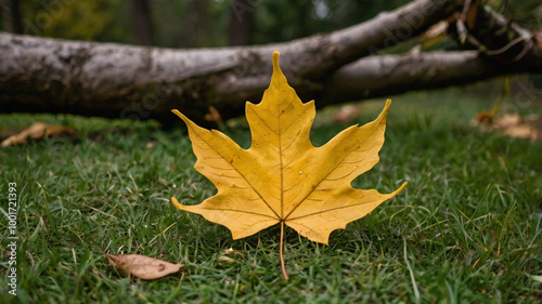 A yellow tree leaf that has fallen on the ground and shows the beautiful autumn season