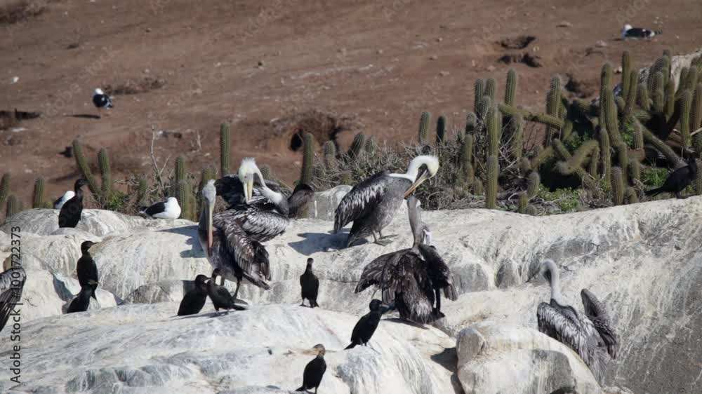 Pelícanos y Yecos tomando sol