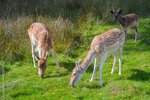 Deer in natural robbing environment photo