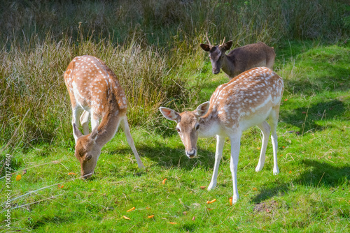 Deer in natural robbing environment photo