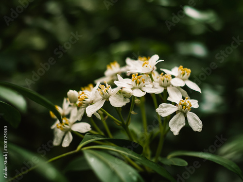 Spring flowers in the garden #1001724330