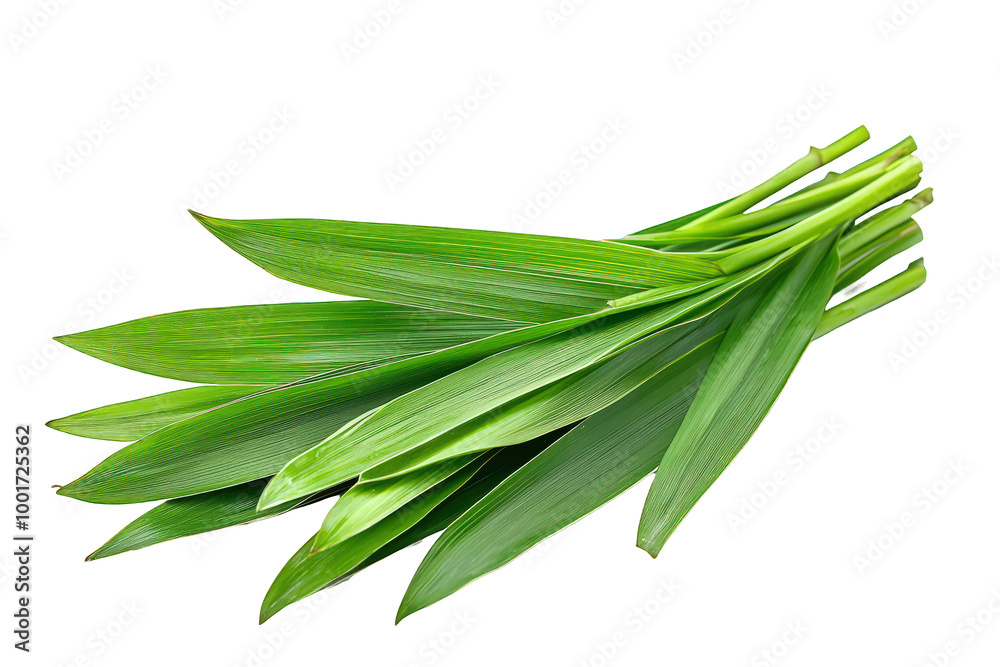Pandan Leaves Isolated on Transparent Background Pandan Leaves Isolated on Transparent Background