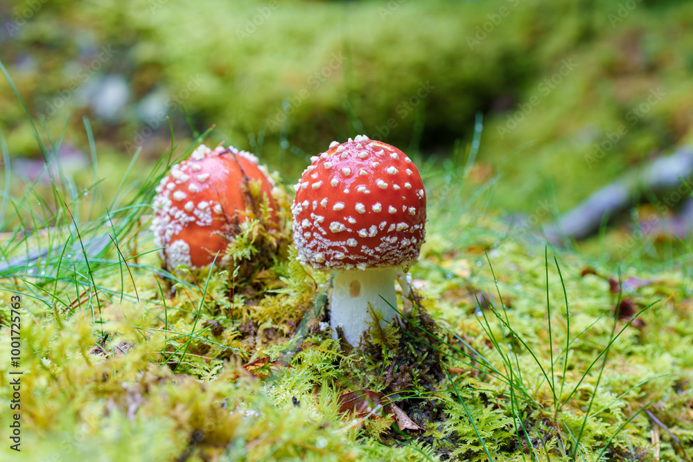 In a serene forest, red mushrooms are seen surrounded by lush, vibrant greenery, fly agaric, Amanita muscaria In a serene forest, red mushrooms are seen surrounded by lush, vibrant greenery, fly agaric, Amanita muscaria