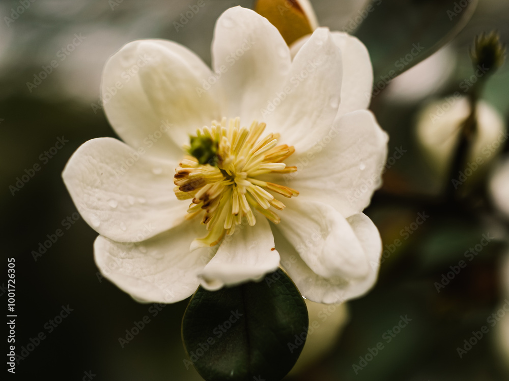 Obraz premium Magnolia flower