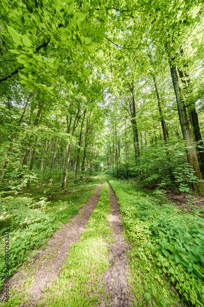 Discover a Serene and Beautiful Forest Pathway Richly Surrounded by Lush Greenery and Nature Discover a Serene and Beautiful Forest Pathway Richly Surrounded by Lush Greenery and Nature