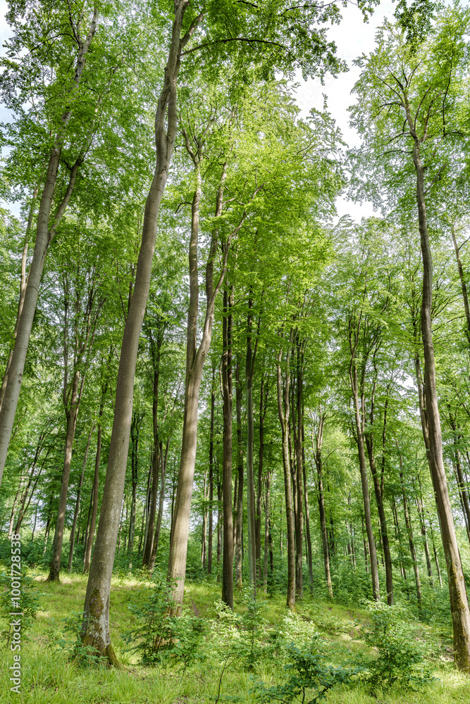 A Lush Green Forest Filled with Towering Trees on a Bright and Beautiful Summer Day A Lush Green Forest Filled with Towering Trees on a Bright and Beautiful Summer Day