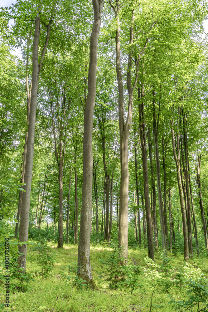 A Lush Green Forest Filled with Towering Trees on a Bright and Beautiful Summer Day A Lush Green Forest Filled with Towering Trees on a Bright and Beautiful Summer Day