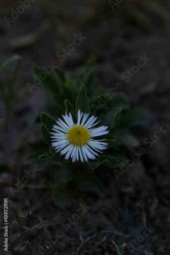 Erigeron pulchellus flower focus photo