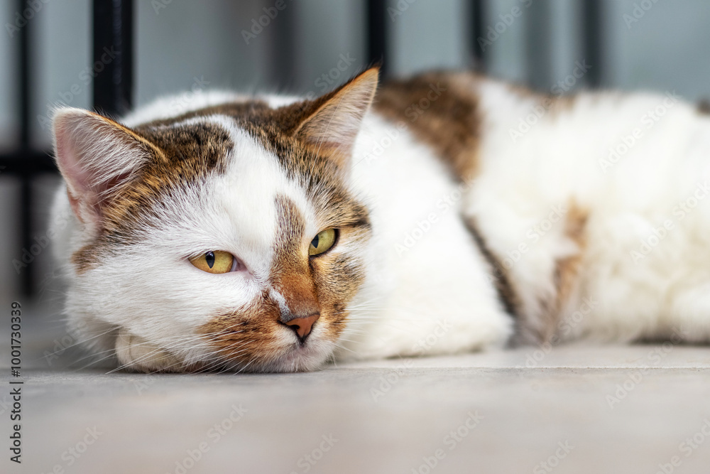 a white spotted cat with an inquisitive look is lying on the floor in the room a white spotted cat with an inquisitive look is lying on the floor in the room