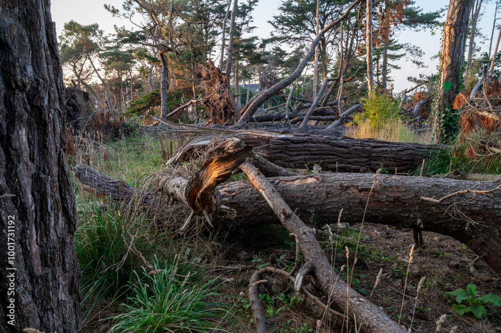 Fallen tree trunks, felled in a forest by Storm Ciarán - California pine bark Fallen tree trunks, felled in a forest by Storm Ciarán - California pine bark
