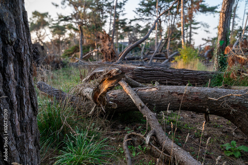 Fallen tree trunks, felled in a forest by Storm Ciarán - California pine bark - blurred background