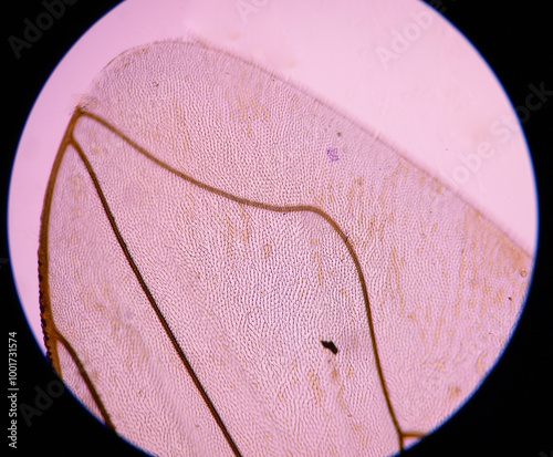 Εκτύπωση καμβά Mourning Floater fly wings under magnifying glass