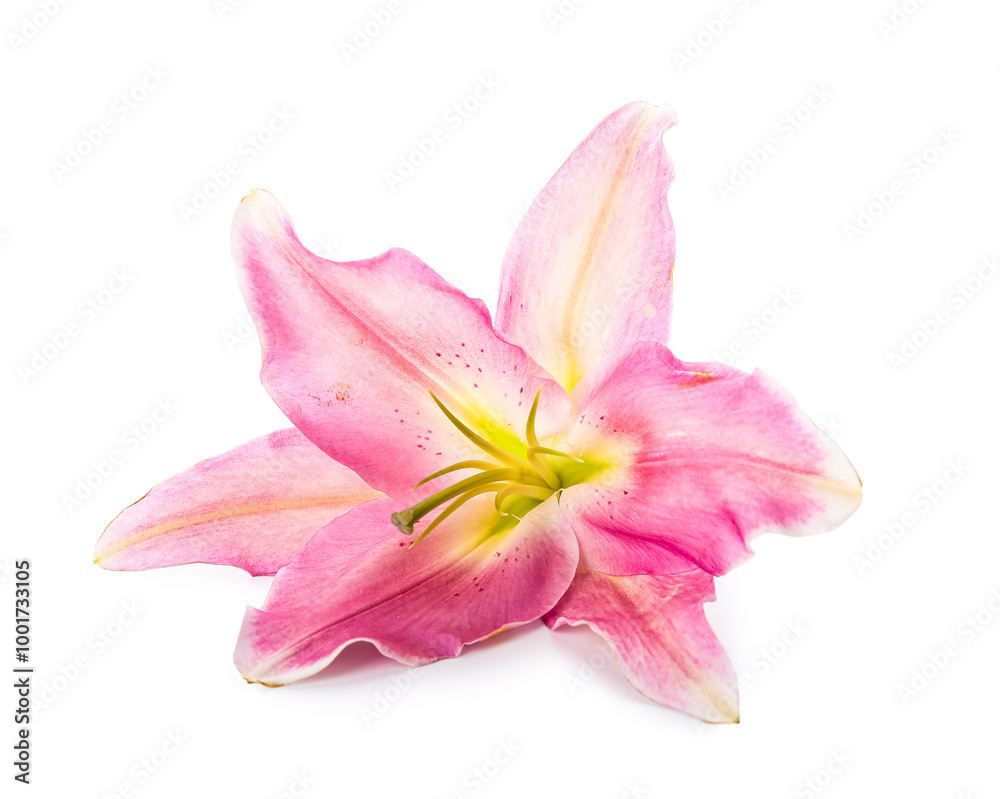 Fototapeta premium Beautiful lily flower on white background