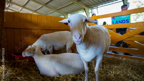 goats in the farm with wooden walls in the background 