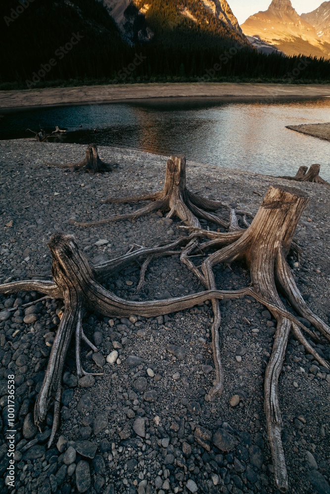 view of dead tree trunks with exposed roots with mountain peaks in the distance under the evening sky in summer view of dead tree trunks with exposed roots with mountain peaks in the distance under the evening sky in summer