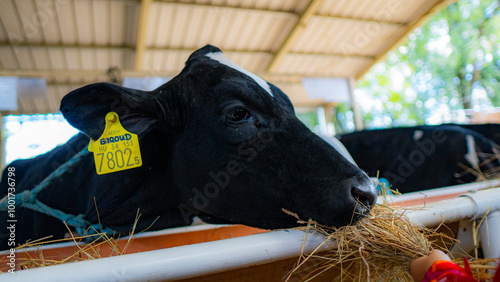 little girl feeding a cow at the farm