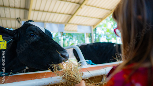 little girl feeding a cow at the farm