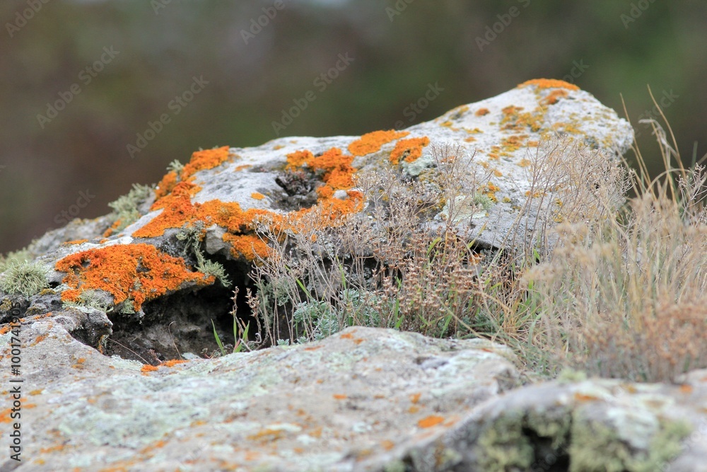 colorful lichens and plants on the rocks
colorful lichens and plants on the rocks