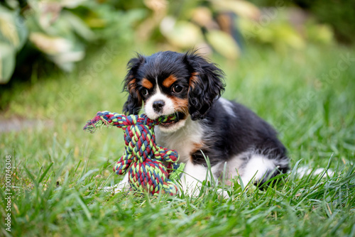 Foto The cavalier king charles spaniel puppy in garden on green grass.