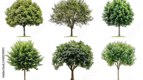Six green trees isolated on a white background, perfect for compositing or design.