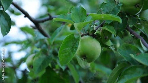 Green apples on a branch. Apple tree branch shaking in the wind. Apple harvest. Unprocessed raw video.