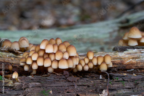 Mycena renati mushroom on the wood. Known as beautiful bonnet. Bunch of wild inedible mushrooms in deciduous forest.
