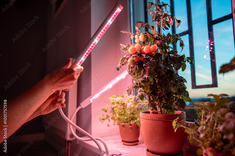 Φωτογραφία Woman installing LED purple pink lamp for supplementary lighting of indoor plant in winter season in house