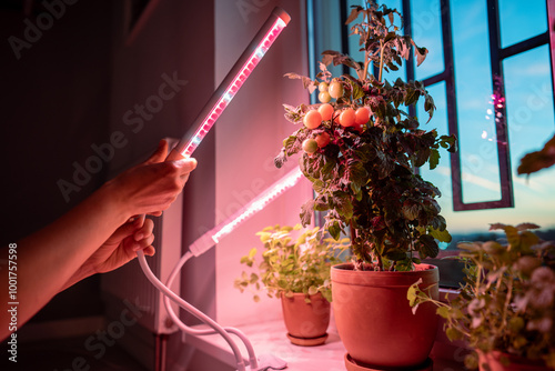 Woman installing LED purple pink lamp for supplementary lighting of indoor plant in winter season in house. Tomato cherry under artificial lighting phyto lamp at home, making up for lack of daylight