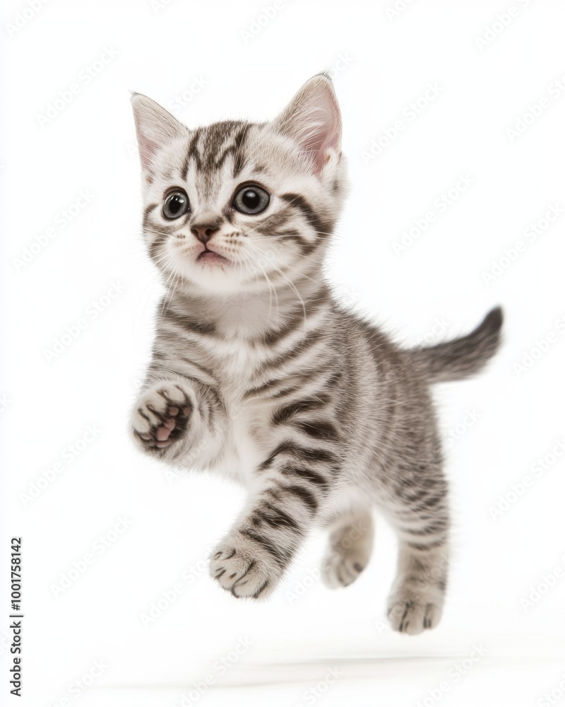Cat kitten in motion pose transparent background Cat kitten in motion pose transparent background