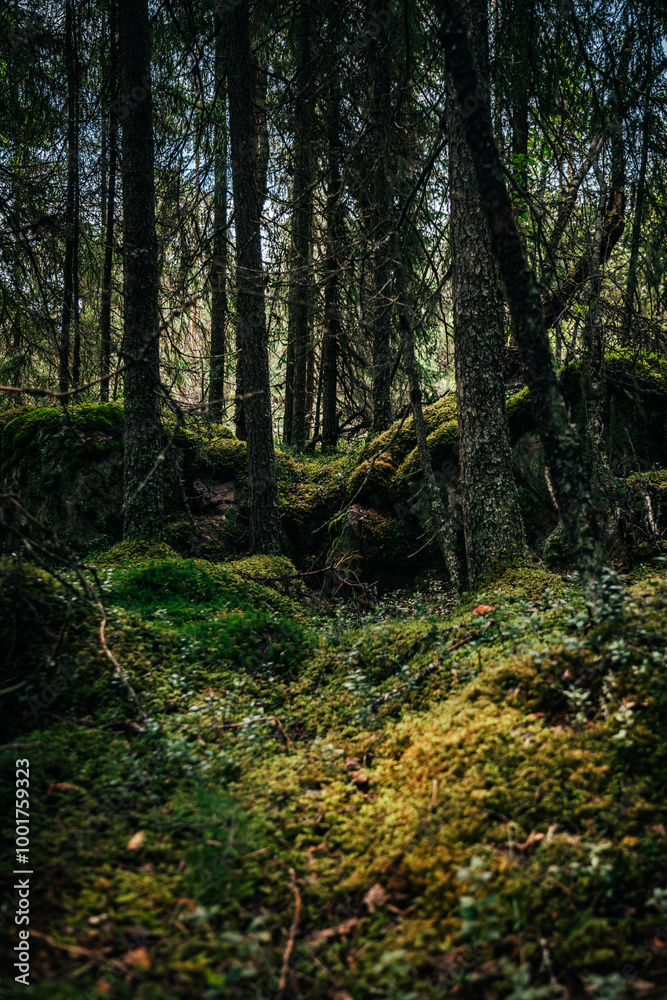 A tranquil scene of a dense forest in Idre, Dalarna Sweden features lush moss covering the ground and boulders, surrounded by tall trees, creating a peaceful natural environment. A tranquil scene of a dense forest in Idre, Dalarna Sweden features lush moss covering the ground and boulders, surrounded by tall trees, creating a peaceful natural environment.