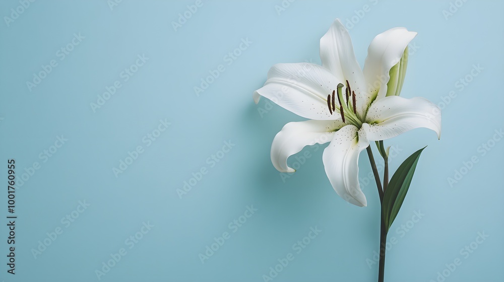 Elegant White Lily on Soft Blue Background Elegant White Lily on Soft Blue Background