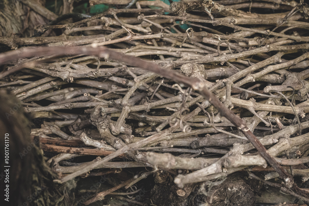 Bunch of dry vine shoots, these will be used as embers for roasting. Bunch of dry vine shoots, these will be used as embers for roasting.