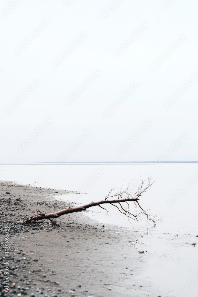 A Beautifully Serene Shoreline with Unique Driftwood Pieces Beneath a Soft and Calm Sky Above It A Beautifully Serene Shoreline with Unique Driftwood Pieces Beneath a Soft and Calm Sky Above It