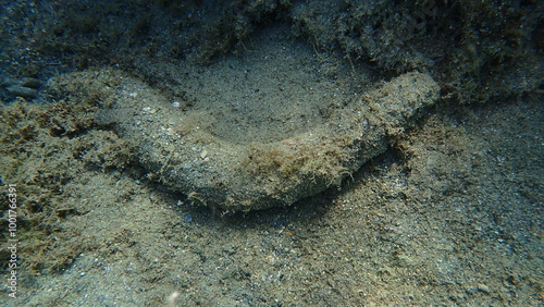 Photos Sea cucumber cotton-spinner or tubular sea cucumber Holothuria (Holothuria) tubu