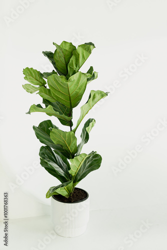 Green houseplant ficus, large flowerpot with large leaves in a white pot on an isolated white background