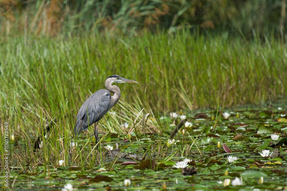 Fototapeta premium Great blue heron on a pond